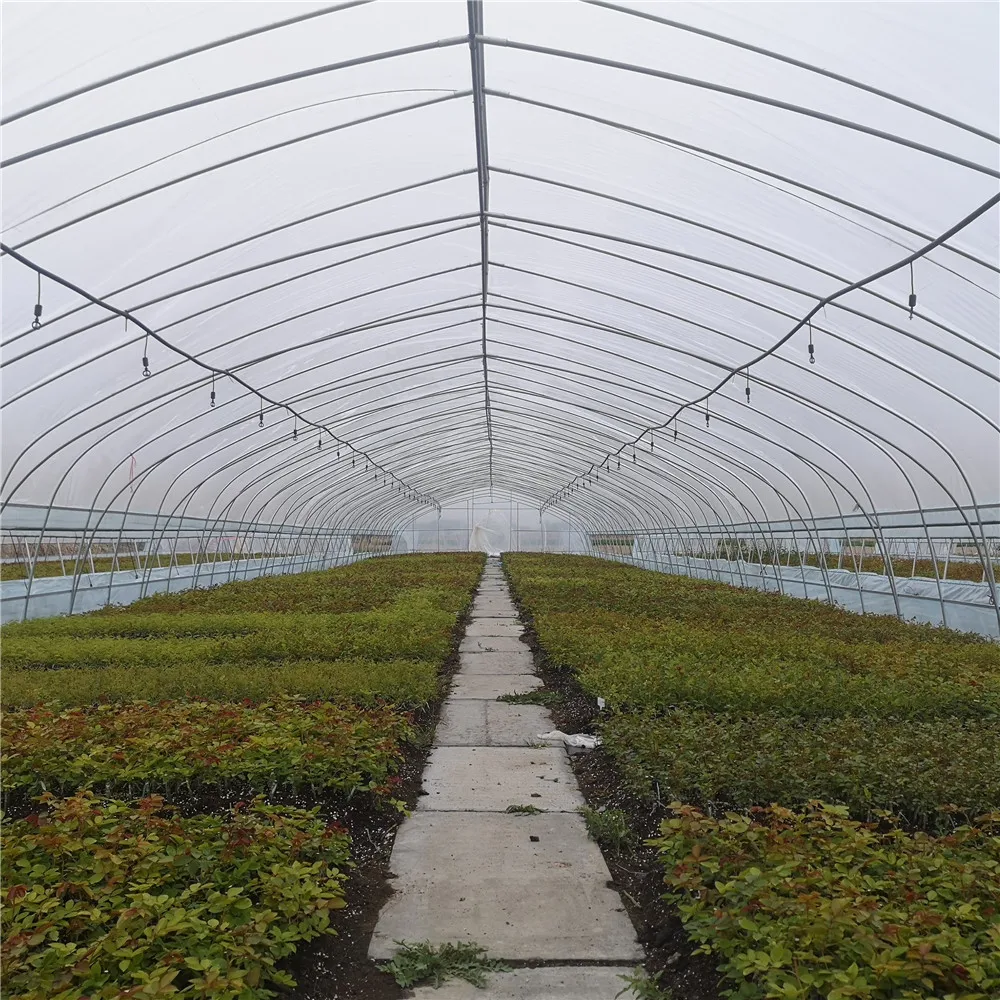 Agriculture Equipment Plastic shed Single-span Greenhouses Polytunnel