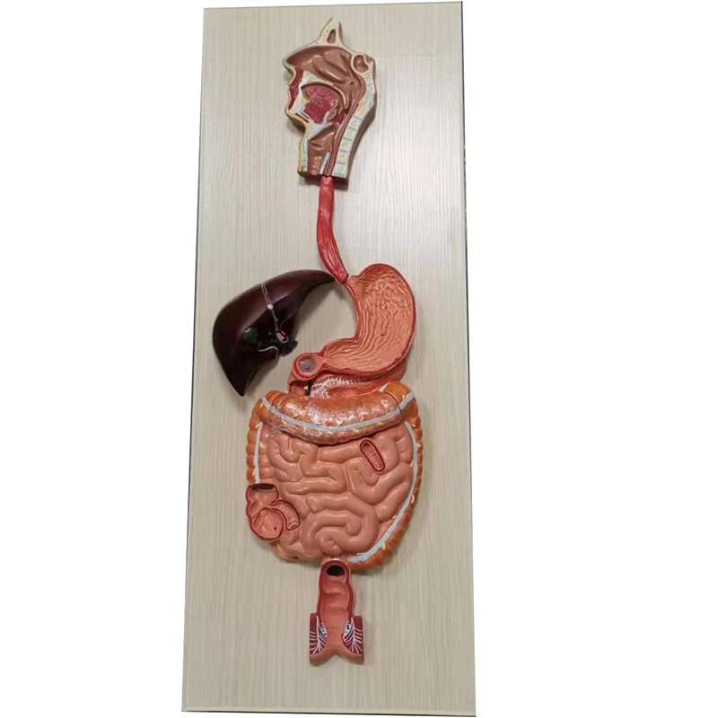 

1:1 Human digestive system model gastrointestinal tract section pharynx larynx small intestine stomach anatomy medical teaching