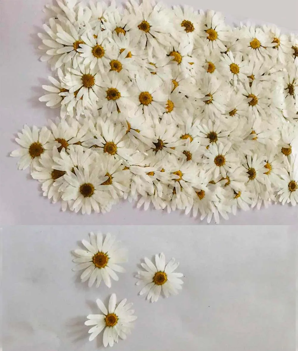 60pcs Pressed Dried White Pericallis Hybrida Flower Plants Herbarium For Epoxy Resin Jewelry Making Face Makeup Nail Art Craft