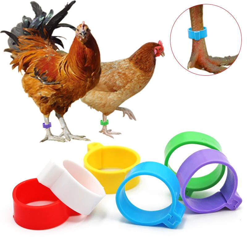 100 Pcs Chicken Foot Rings 6 Colors Poutry Duck Pigeon Geese Quail Bird Ring Carry tools Feeding Logo