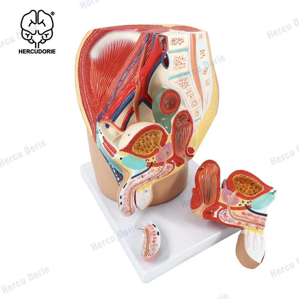 Male Pelvis Male Genital System Anatomical Model Human Anatomy Model Median Sagittal Section Model