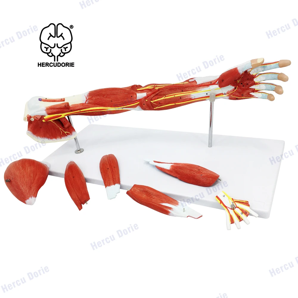 Arm Muscle Model, 7 Parts Muscular Arm Anatomy Model, Life Size Human Arm Muscle Model with Stand, Numbered Arm Model Shows Mus