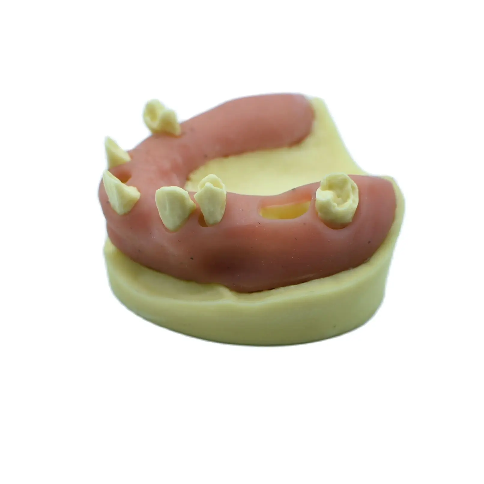 

1pc Teeth Model Maxillary Sinus Oral Teaching Aids Implant Placement Doctor-patient Communication Missing teeth Practice Model