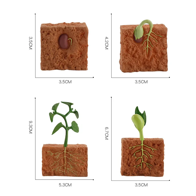 Modelo de pvc planta sementes crescimento ciclo de vida playset cognitivo brinquedos montessori biologia auxiliares de ensino ornamentos cognitivos jogo brinquedo