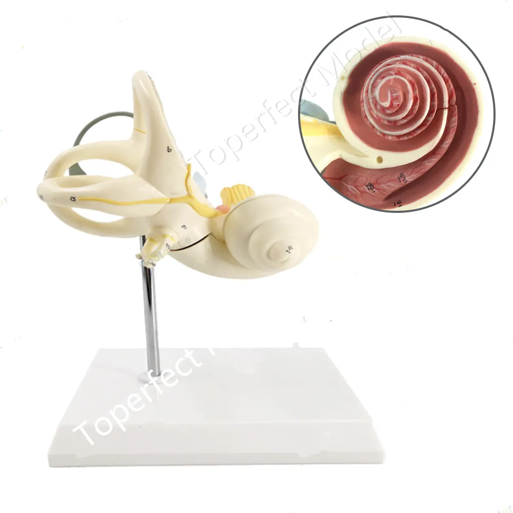 

Two Parts Human Ear Semicircular Canal Cochlea Inner Labyrinth Anatomical Model