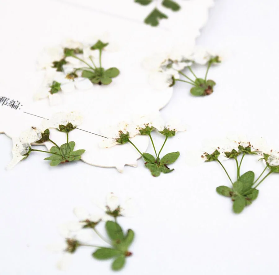 120pcs Pressed Dried Multi-head White Flower with Stalk Plant Herbarium For Jewelry Postcard Invitation Card Phone Case Making