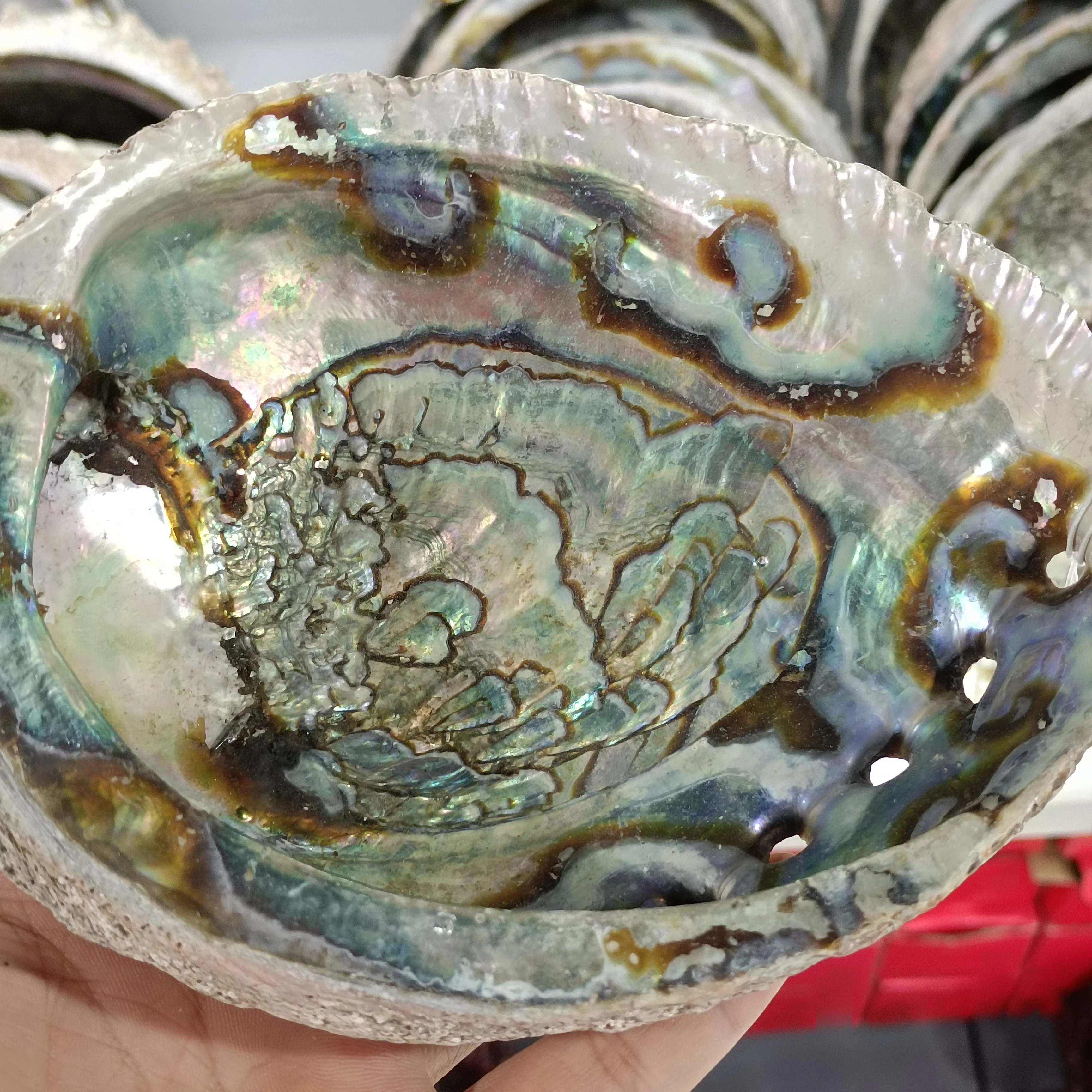 Large Natural Abalone Shell Large Seashells Nautical Home Wall Decorations Soap Dish Creative DIY Fish Tank Aquarium Landscape