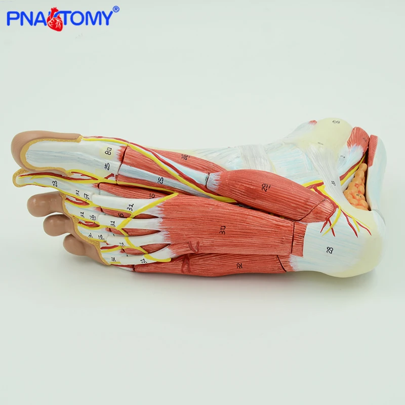 Life size human foot anatomy model leg muscle anatomical models for education medical organ artery and nervous system