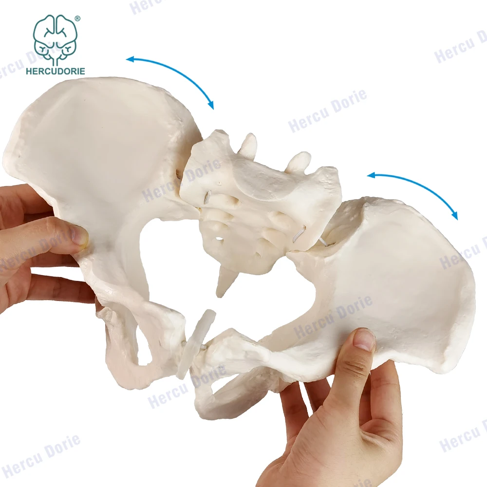 

Scientific female pelvis model, Movable,Elastic cord link, Life size pelvis, Human anatomy features hip, Sacrum and tailbone