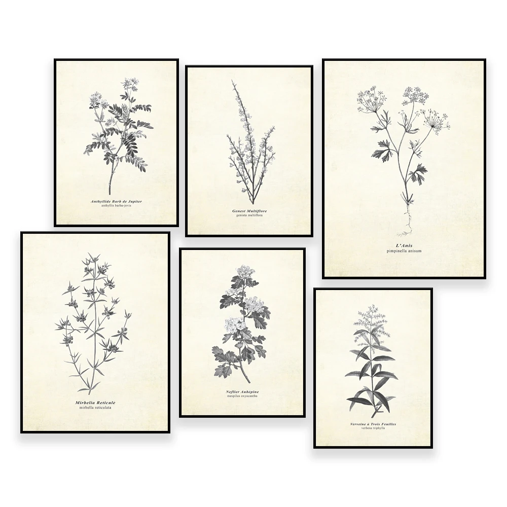 French Decor Botanical Prints Digital Download, Vintage Gallery Wall Art, Flower Scientific Illustration Plant poster