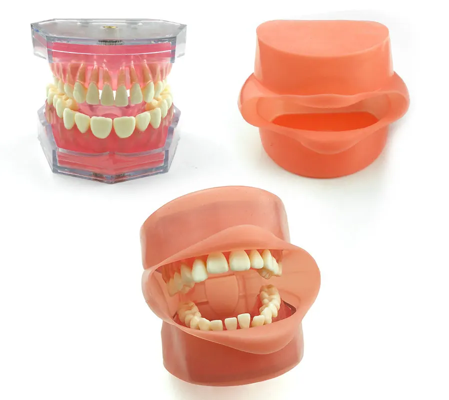 

Dental Study Teaching Model Standard Model Removable Teeth Soft Gum ADULT TYPODONT Model