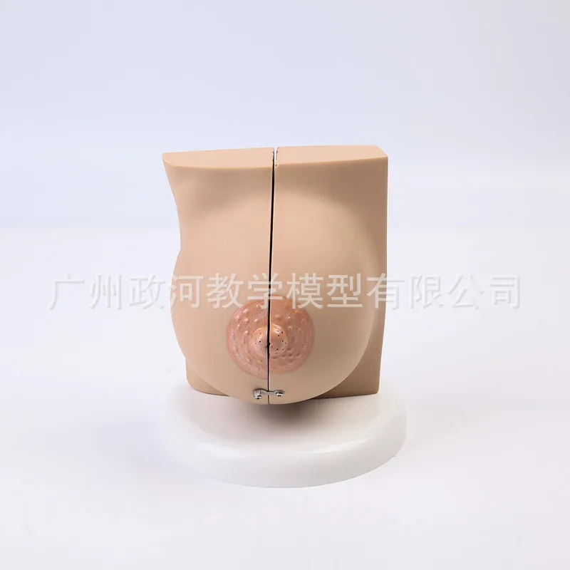 Human Female Quiescent Breast Anatomy Model Breast Enhancement Gynecological Teaching Display Model