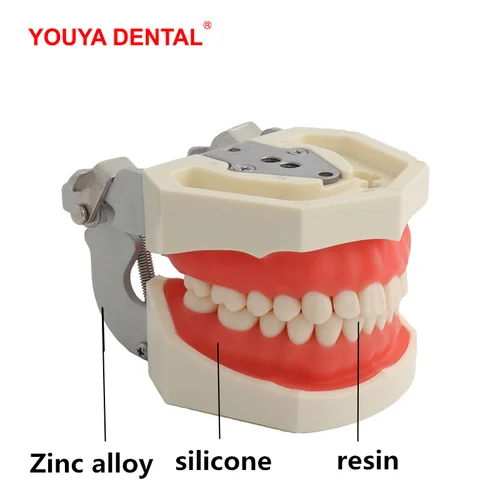 Imagen 2 del producto Modelo de 28/32 dientes para técnico Dental, práctica de entrenamiento, mandíbula Typodont, modelo Dental estándar, modelo de enseñanza de dientes con goma suave