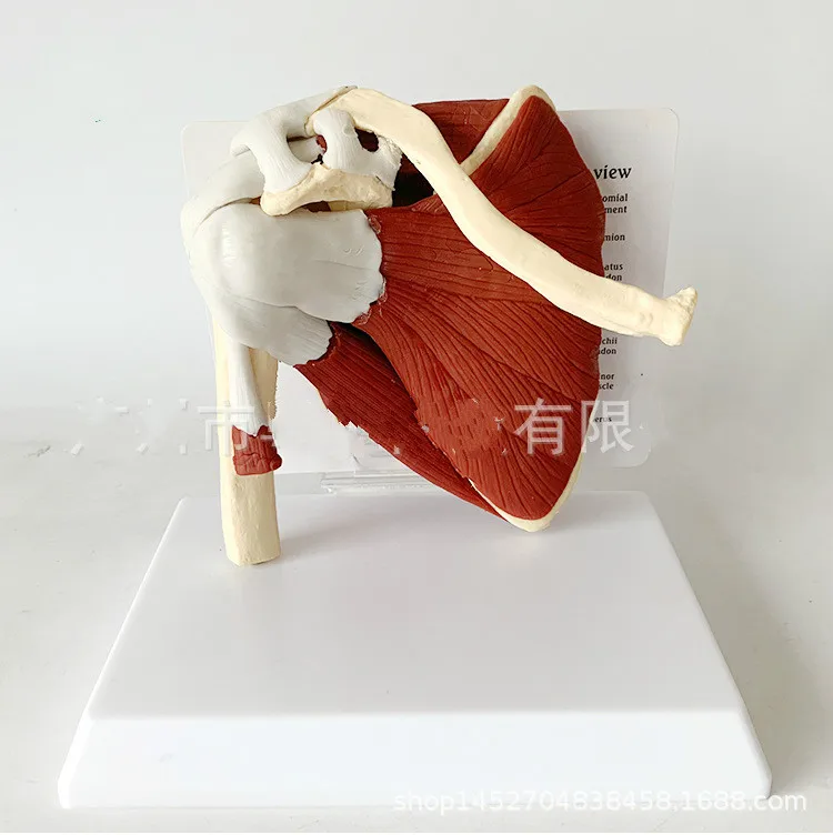 Human Skeleton Shoulder Scapula Clavicle Muscle Model Joint Functional Ligament Medical Teaching Aid