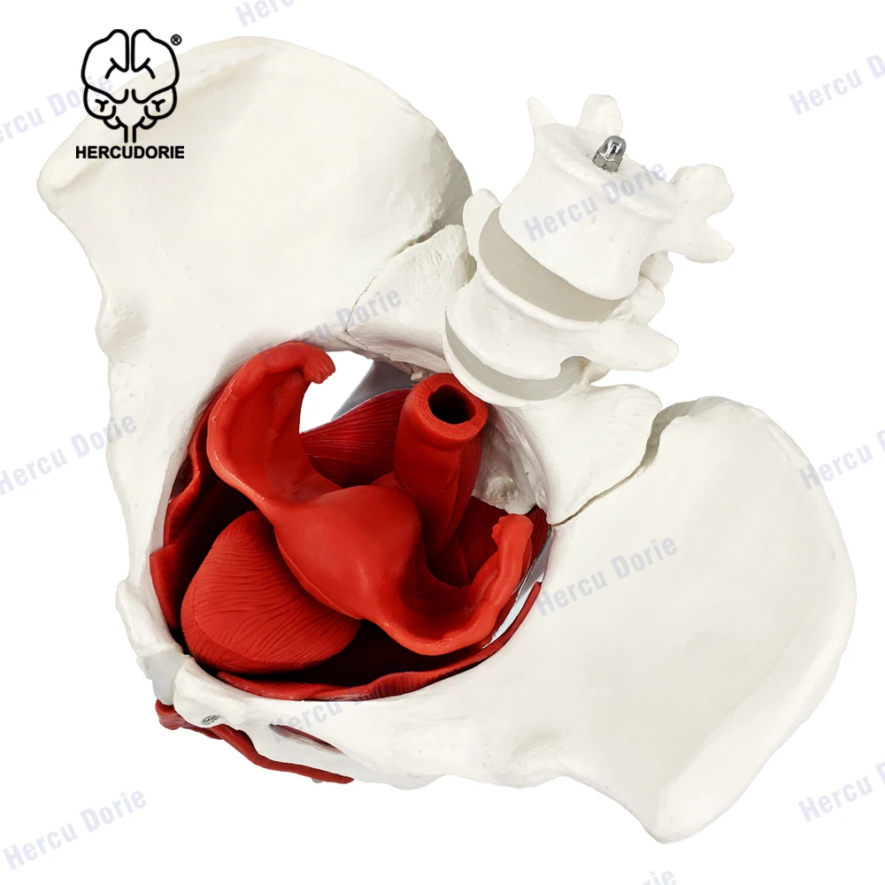 Vrouwelijke Bekken En Perineum Model Met Verwijderbare Organen, Magnetische Montage, Vrouwelijke Bekkenbodem Spier Anatomisch Model & Baarmoeder