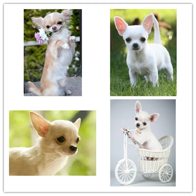 Nowy DIY diament malarstwo chihuahua pies słodkie zwierzątko Cross Stitch wzory hafty z koralików diamant pełny kryształ górski zestawy mozaika do