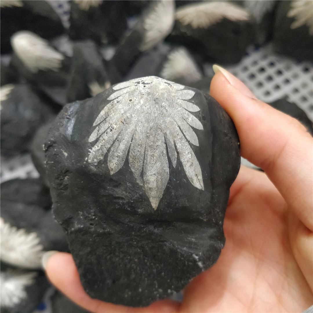 Natural Raw Rough Black Chrysanthemum Stone Mineral Rocks Rare Crystal Quartz Specimen Vintage Beautiful Stone Magic Collecting