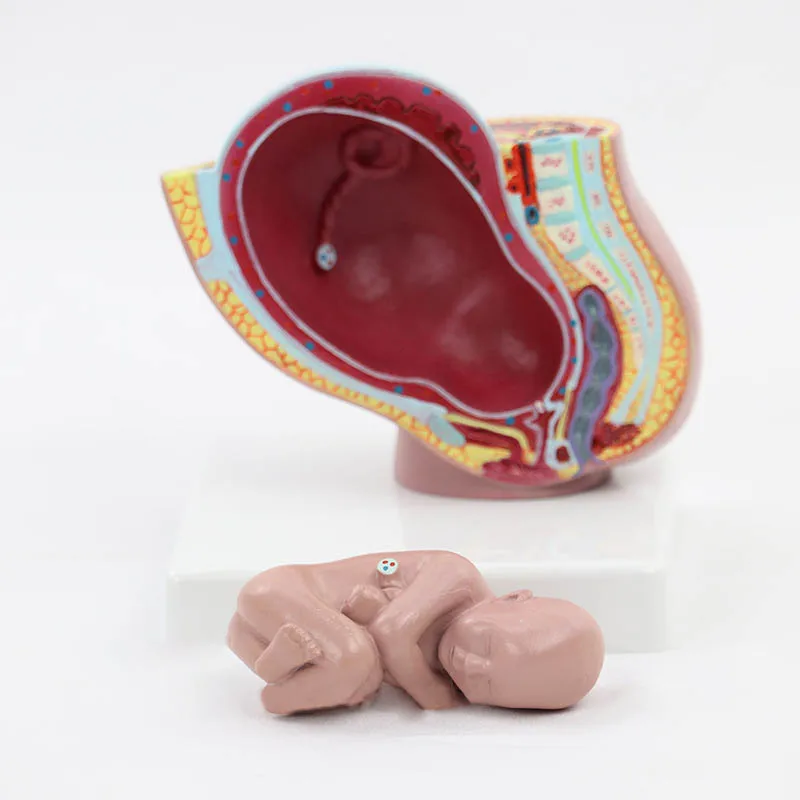 Maternal and Infant Pregnancy Anatomy Model Medical Science Teaching Resources Dropshipping