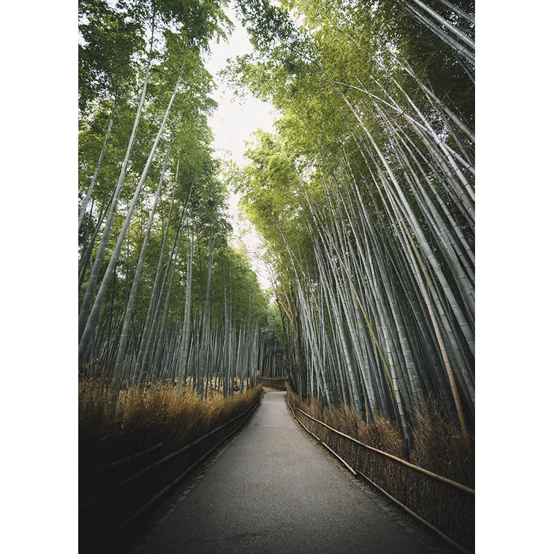 SHUOZHIKE-الغابات الاستوائية التصوير الخلفيات ، الأشجار الخضراء ، النباتات ، يترك الدعائم ، مشهد طبيعي ، صور خلفية الاستوديو ، REL-04