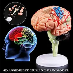 Modello di Cervello umano Rimovibile Anatomia Umana Modello Del Cervello Interna Medico Sculture Strumento di Insegnamento Modello Complementi Arredo Casa Accessori