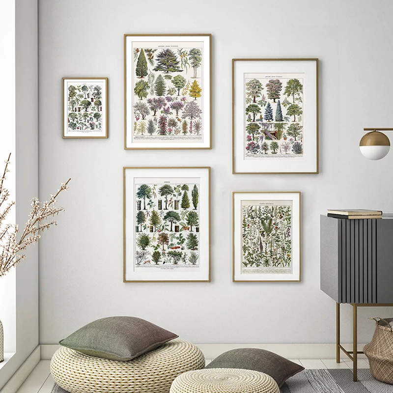 Botanical Educational Vintage Trees Poster Chart Diagram Illustration Identification Reference Canvas Painting Wall Art Pictures