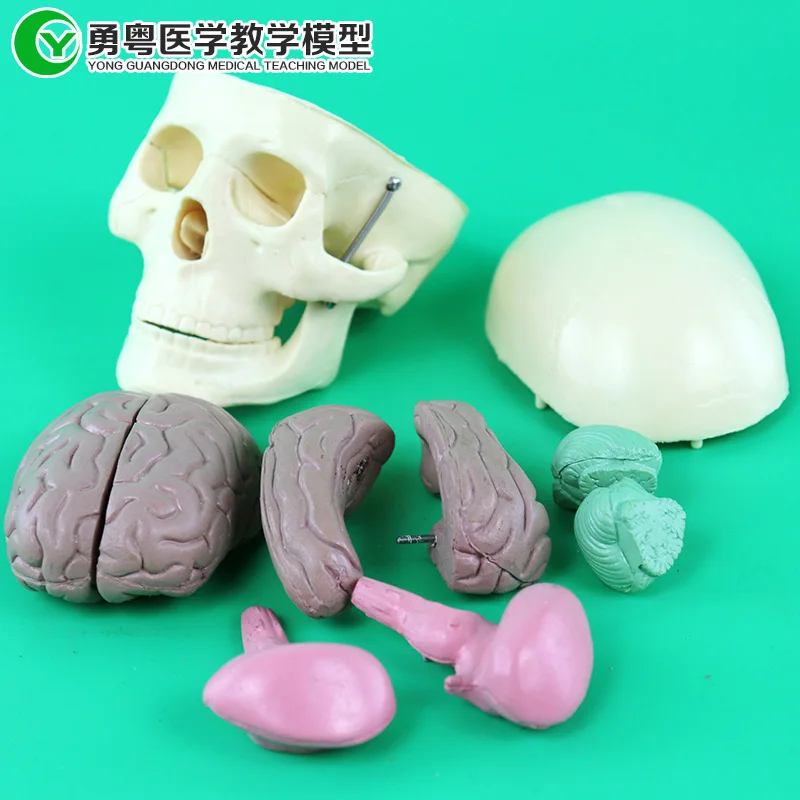 

Skull with Brain Anatomy Model Head Brain Model Human Skeleton Teaching