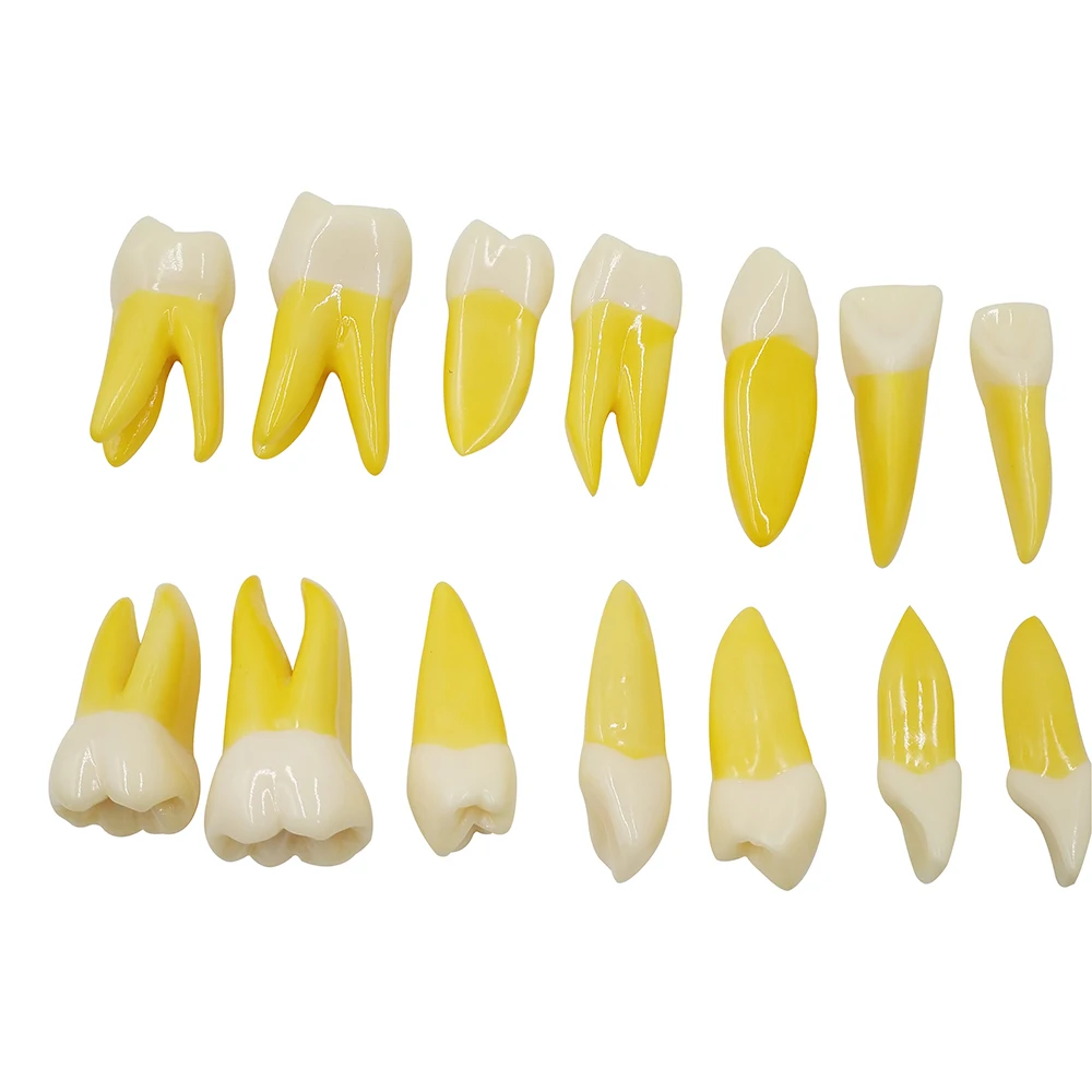 G Quality NEW 4 Times Permanent Anatomical / (Right 14) whole teeth model