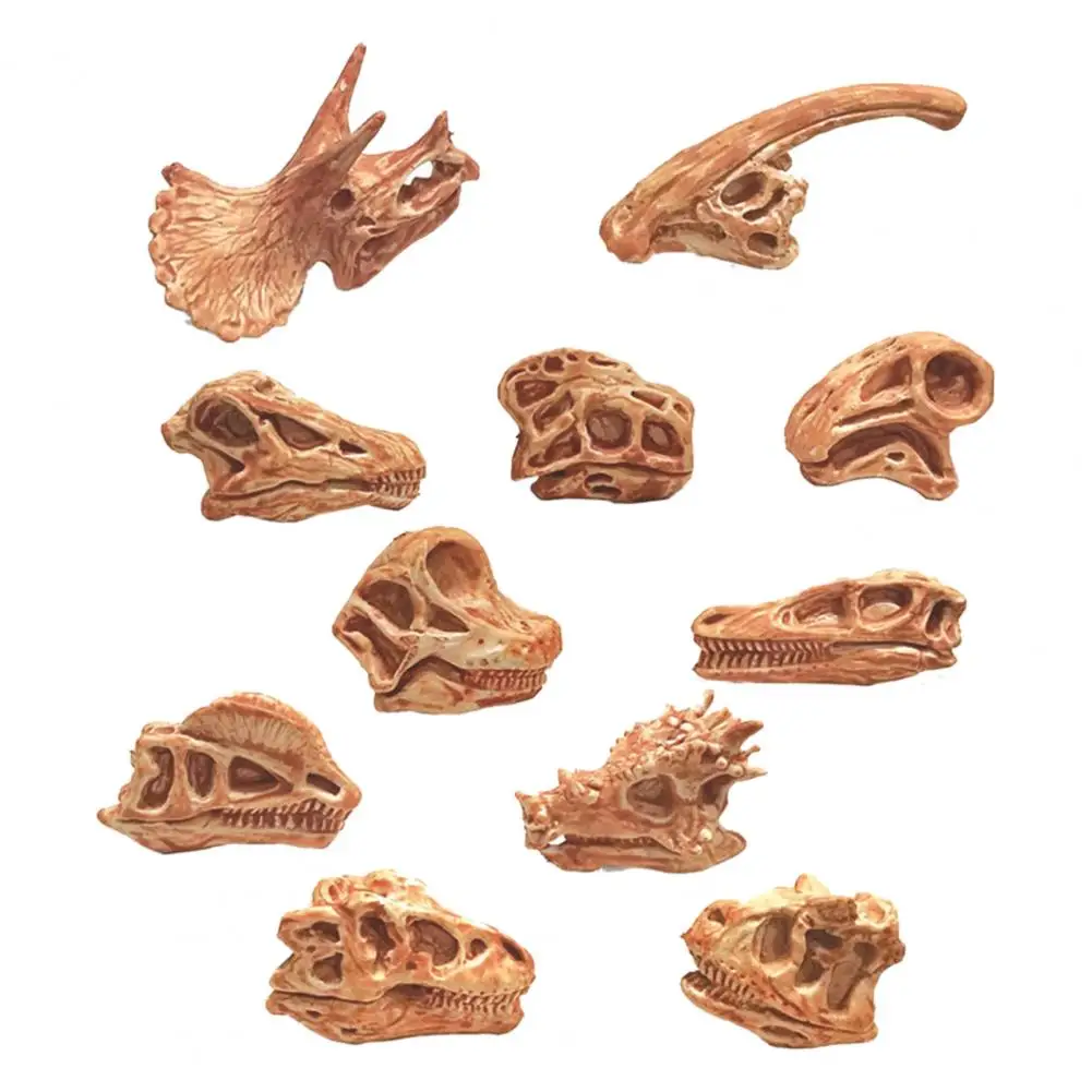 11Pcs/Set Dinosaur Fossil Model Simulation Hand-painted Vivid Carnotaurus Dinosaur Skull Fossil Figurine for Kids Home Decor