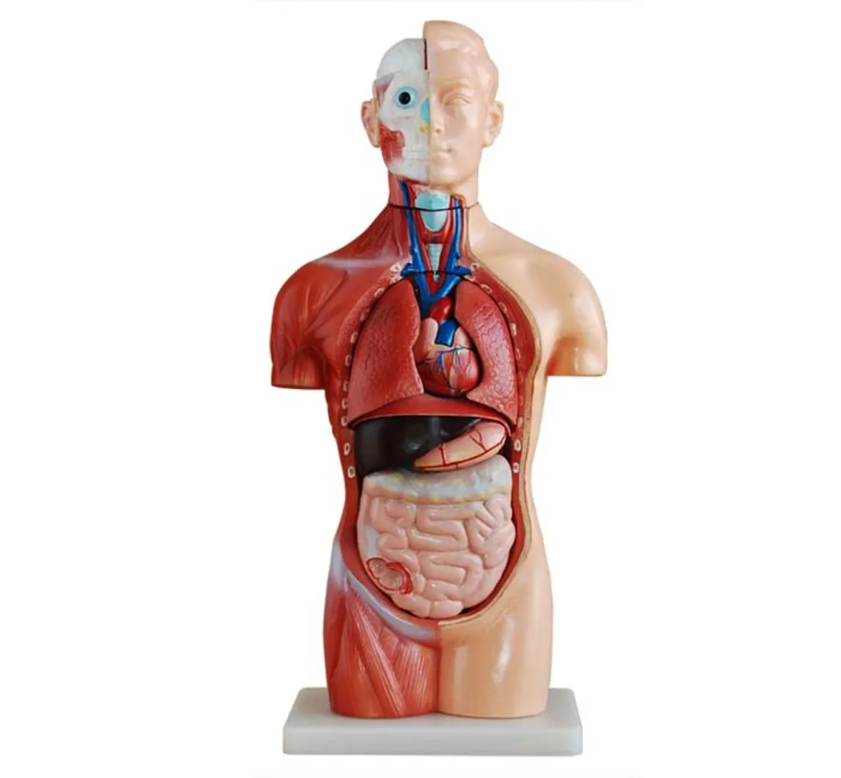 

42CM Sexless Torso with Internal Organs 18 Parts, human anatomy Torso model