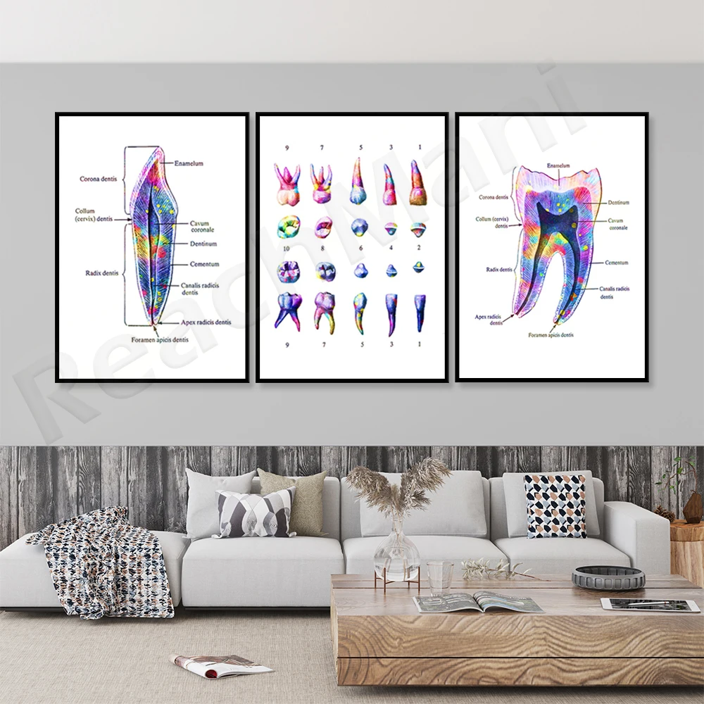 Dentist art print watercolor tooth anatomy poster dental anatomy diagram orthodontist gift dental clinic decoration hygienist of