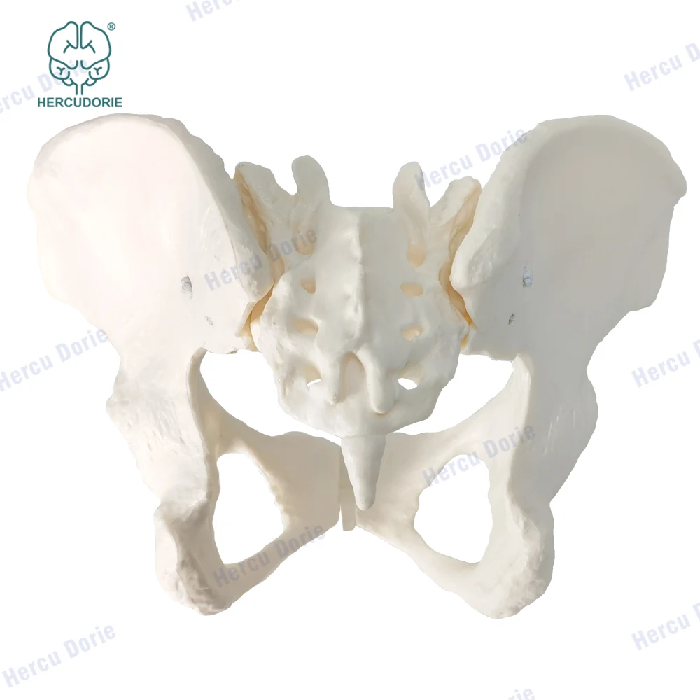 Modelo científico de pelvis femenina, móvil, enlace de cordón elástico, pelvis de tamaño real, características de Anatomía Humana, cadera, sacro y