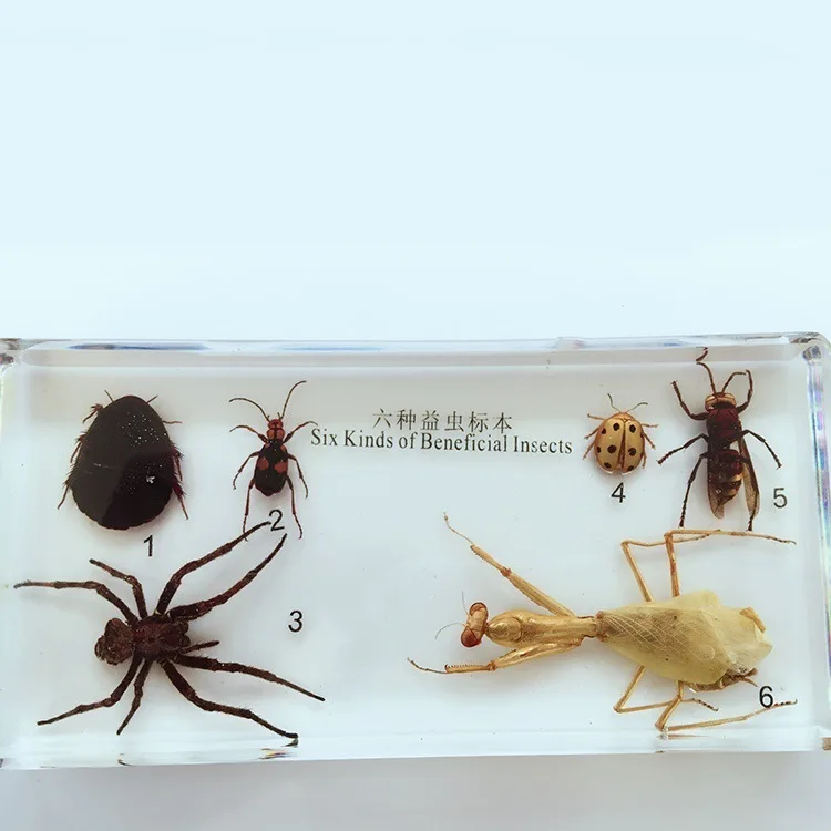 Six Kinds of Beneficial Insects Embedded Specimen Insect Specimen Models Biological Entomology Teaching Aids Resin Handicraft