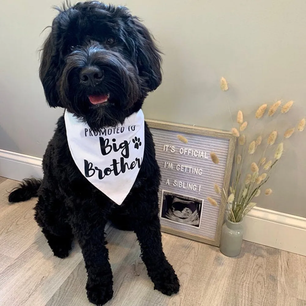 personalized Dog pregnancy announcement dog bandana  baby announcement  pregnancy custom announcement to husband