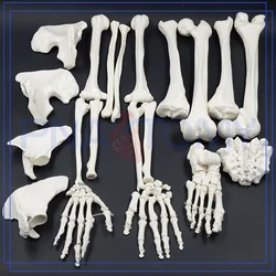 O esqueleto humano do tamanho completo desarticulou o modelo com o crânio o modelo anatômico ciência médica espinha costelas do fêmur tibia anatomia