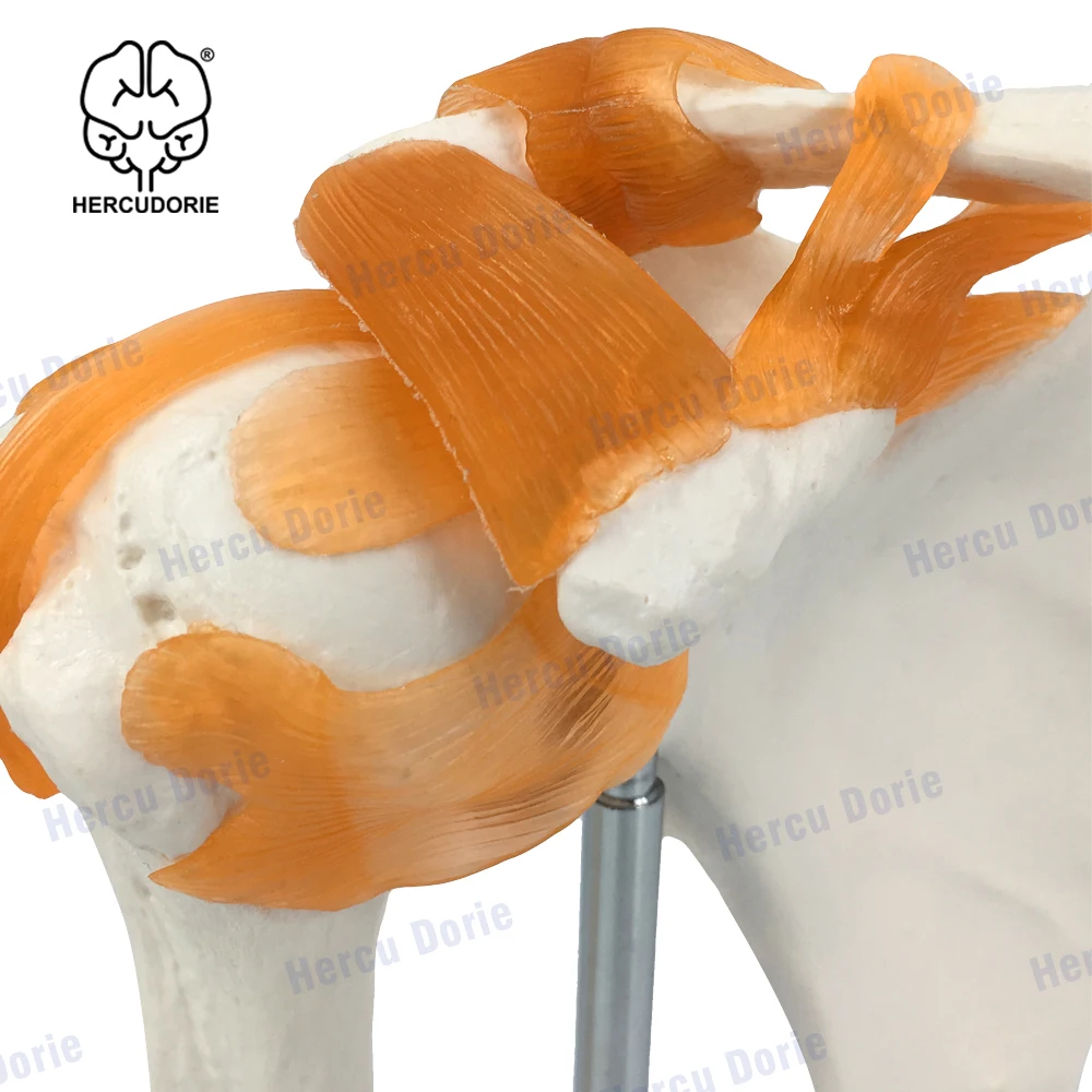 Shoulder Model Anatomical Skeleton Life Size Human Anatomy with Ligaments Joint Bone Functional Medical Model