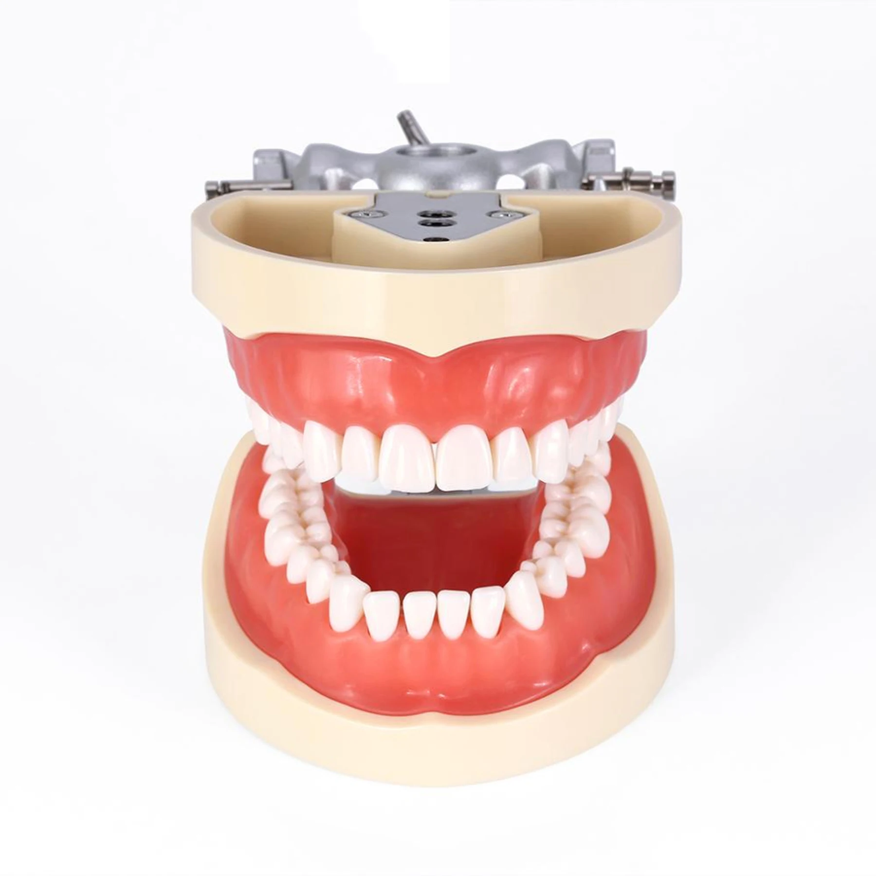 Dental Model anatomiczny symulacja policzek Kilgore Nissin 32 sztuk zdejmowane zęby nauczania badania modelu