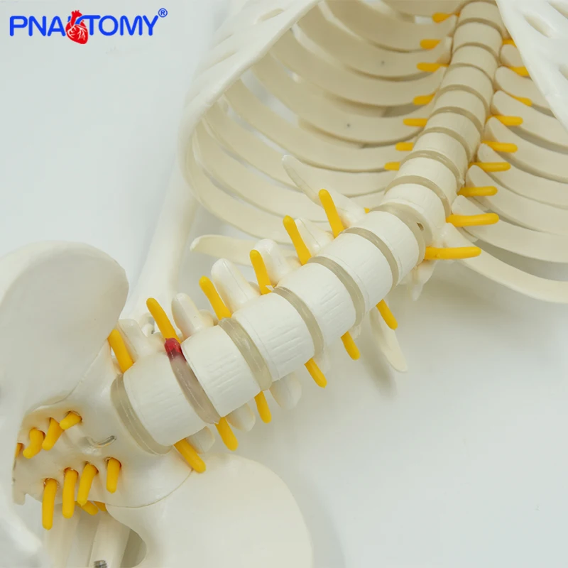 85cm modello di scheletro umano con colonna vertebrale flessibile braccia e gambe nervi arteria modelli anatomici osso pelvico umano insegnamento