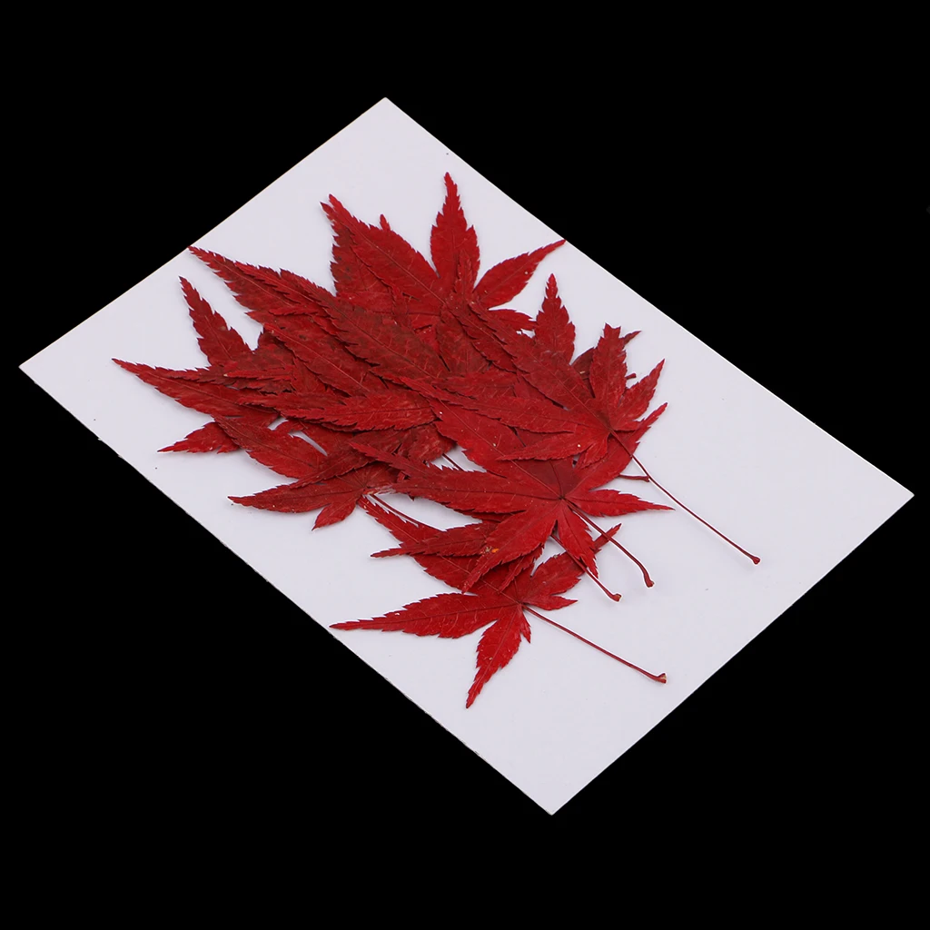 12x Real Dried Flower Leaves Maple Leaf for Resin Casting DIY Home Ornament