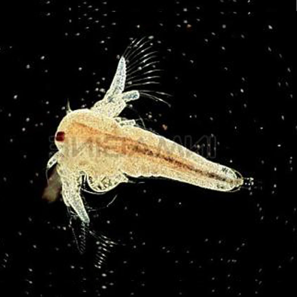 Рисунок 2 - Яйца обезьяны с морем