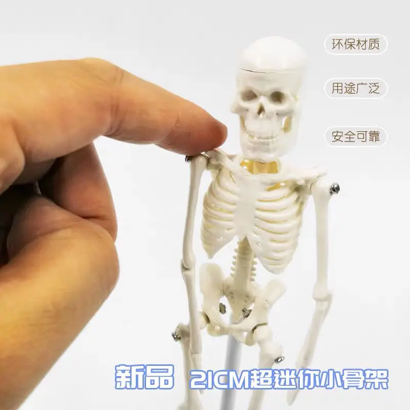 Mini Human Skeleton Model Anatomy Skeleton Skeleton Model Medical Learning Halloween Party Decoration Skeleton Art Sketch