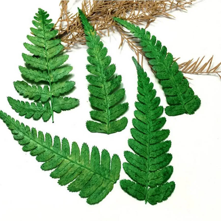 120pcs Pressed Dried Green Polystichum Flowers Plants Herbarium For Jewelry iPhone Phone Case Frame Making Accessories