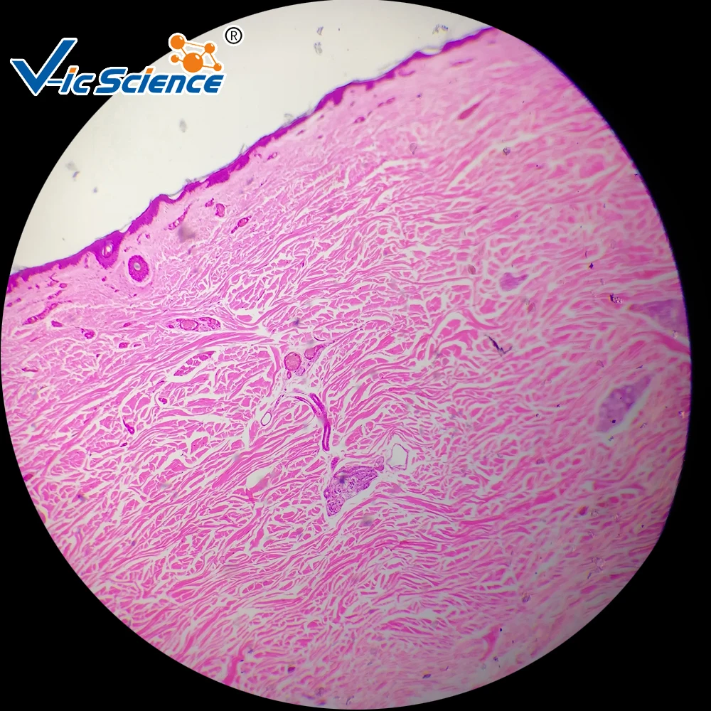 100 Pcs Manusia Histologi Siap Slide Set