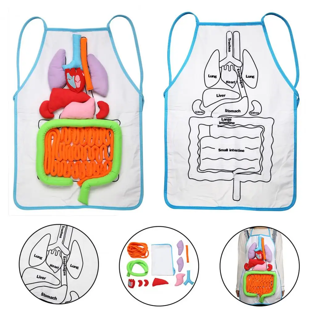 Kitchen Anatomy Apron Human Body Organ Educational Tool Children Preschool Teaching Aid Nail Salon Dress Women Men Apron