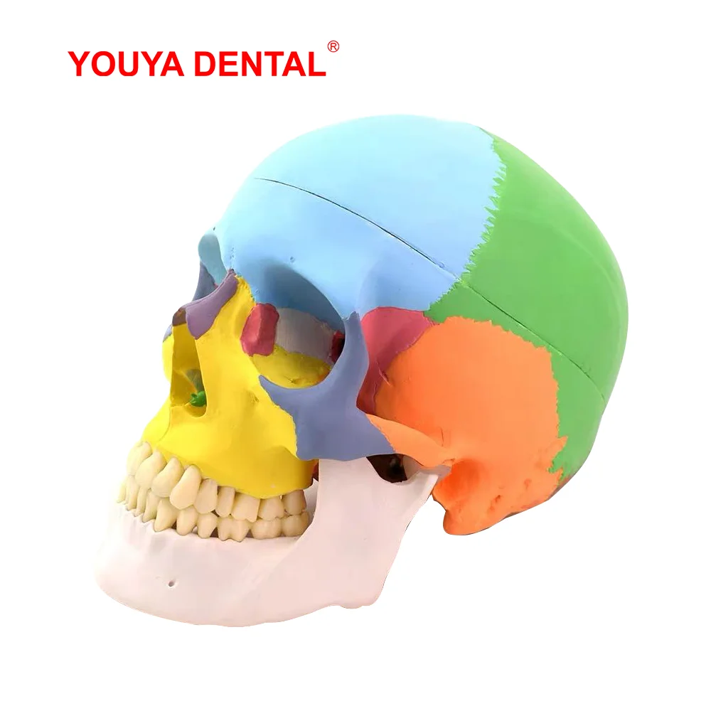 Human Adult Skull Anatomical Model With Full Dental Teeth Model Medical Anatomy Removable Skull Cap  For Tooth Teaching Studying