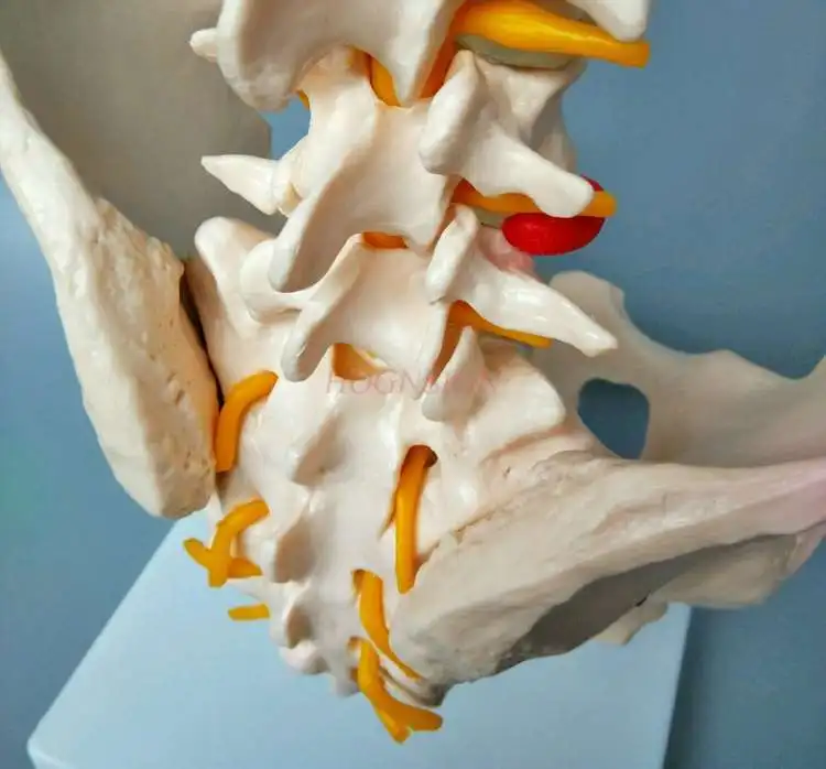 vertebra joint model Skeletal nerve structure Hip coccyx structure mold Pelvic model Pelvis with five-section lumbar