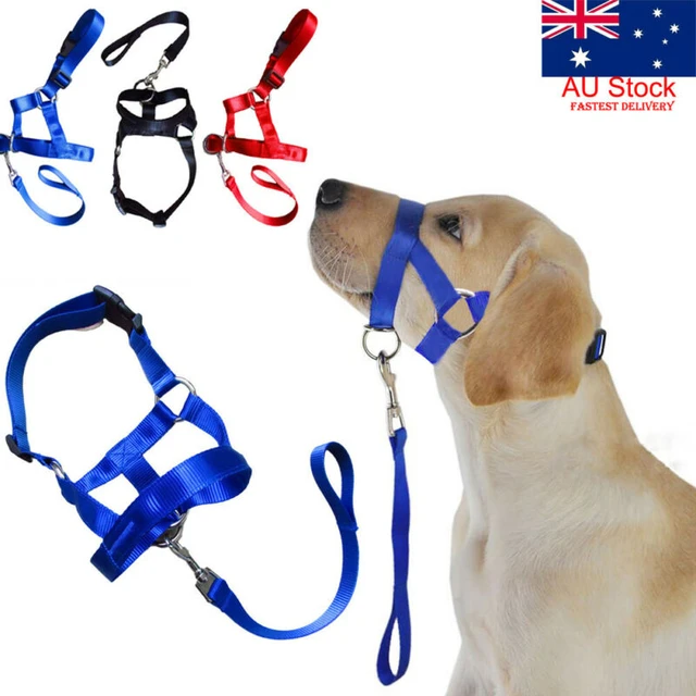 Shops halti nose harness