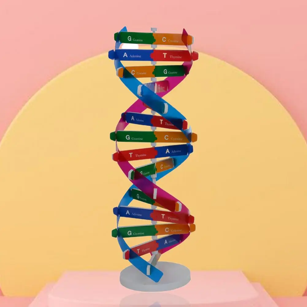 مزدوج اللولب DNA نموذج ثلاثية الأبعاد/هيكل كبير لعبة تعليمية اللولب المزدوج لتقوم بها بنفسك الجينات البشرية للعلوم البيولوجية لعبة تعليمية للأطفال #2