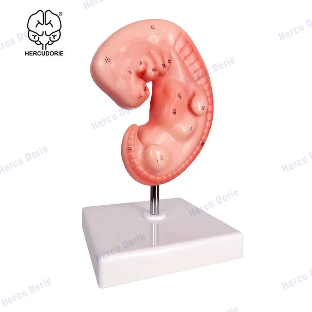 Human Anatomical Model Human 4-Week Embryo Modelhuman Development Embryo Model Pregnant 4 Weeks Fetus High Magnification Detaile