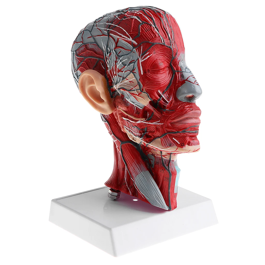 Sagittal Plane 1:1 Human Head Skeleton Neck Vessel Median Section Statue Nerve Arteries Veins Model Lab Supplies