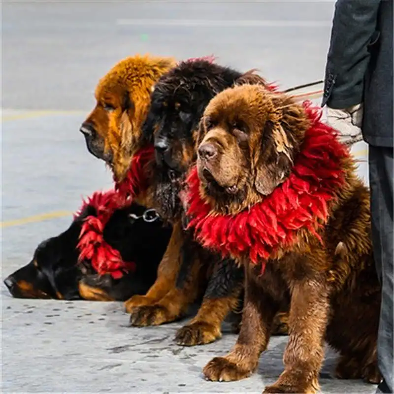 Tibetan Handicraft Mastiff Kekhor for Adult Dog Red Real Yak Hairs Zang`ao 4 Layers Warm Collar for Puppy Free Shipping L035